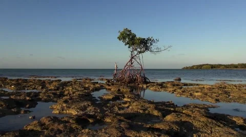 Pan of Red Mangrove, Rhizophora mangle, on a rocky shore at low tide Stock Footage 62050671