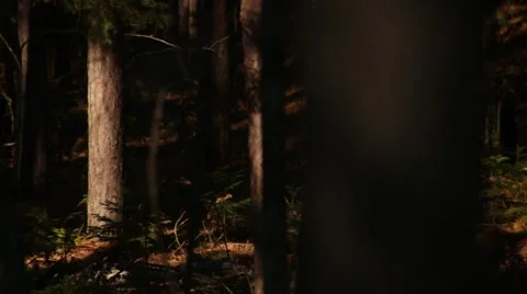 Pan to red squirrel chirping 動画素材 44212232