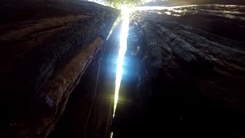 Pan up on Redwood trees Stock Footage 79584397