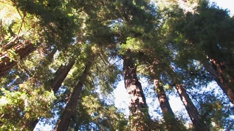 Pan of Redwoods 스톡 동영상 37586349