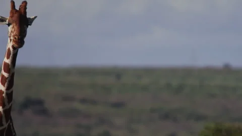 Pan of a reticulated giraffe's head while walking through the savannah Stock Footage 261028535
