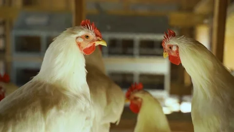 Pan up revealing close up of two white chickens in a coop Stock Footage 149095512
