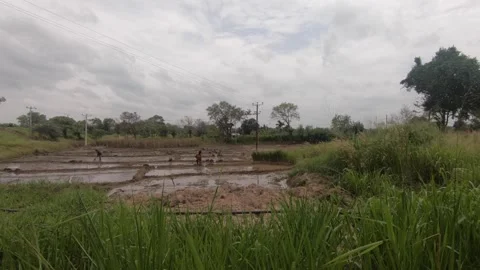 Pan of rice field 動画素材 160130208