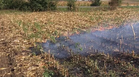 Pan right across the stubble burning 스톡 동영상 56512419