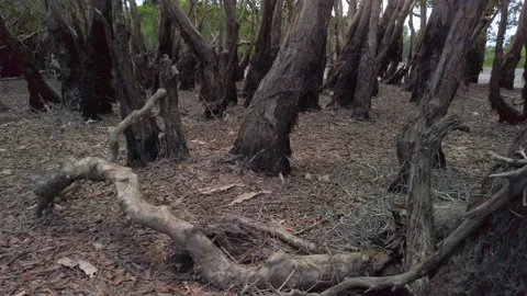 Pan right and close up of Melaleuca leucadendra or weeping paperbark forest Stock Footage 139957347