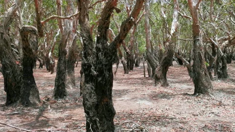 Pan right and close up of Melaleuca leucadendra or weeping paperbark Stock Footage 140133880