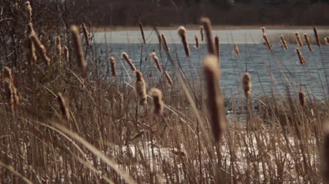 Pan Right Cattails To Water Video stock 22841997