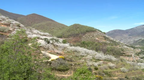 Pan right from cherry tree plantations to larger valley Stock Footage 49652344