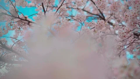 Pan right, close up, Cherry Blossom trees flower in yeouido Park Stockbeeldmateriaal 106610873