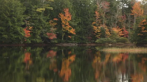 Pan Right Fall Foliage in Maine Stock Video Stock Footage 38264644