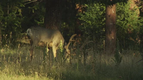 Pan right following a large antlered mule deer in an open forest in Colorado Stock Footage 61347818