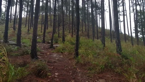 Pan Right 스톡 동영상 133599752