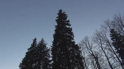 Pan right forest trees winter autumn sky clear blue fir wood nature barren Stock Footage 31752148