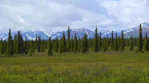 Pan Right, Green Field, Trees, and Distant Mountains Stock Footage 37401845