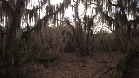 Pan up to right Hanging Spanish moss ( Tillandsia usneoides) in live oak trees i Stock Footage 264992913
