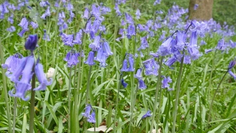 Pan right to left across wild flowers Stock-Footage 106989937