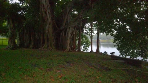 Pan right to left of Banyan Tree at Crescent Lake Park in St. Petersburg Stock Footage 257990202