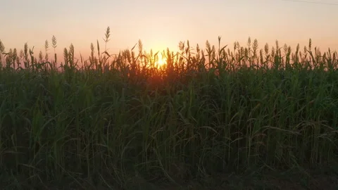 Pan Right to Left Behind Tall Wheat Grass at Sunset (Slow) Video stock 139132093