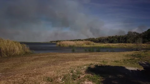 Pan right to left of bell curve shape of green and dry brown reeds with grass in Stock Footage 266540211