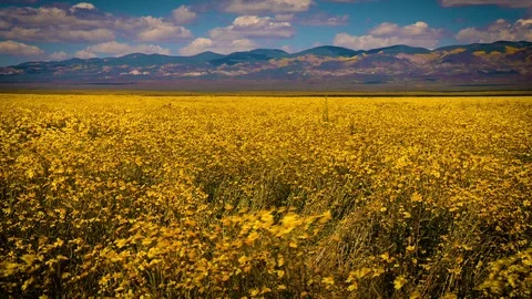 Pan right to left Carrizo Plain wildflowers Видео 87537911