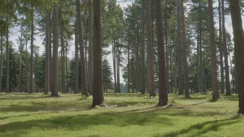 Pan from right to left of a dense forest woodland Stock Footage 112969257