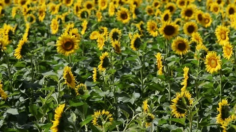 Pan from right to left over a very large patch of sunflowers Vídeos de archivo 96100473