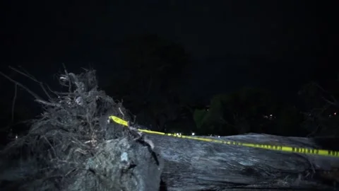 Pan: right to left pan of tree trunk and roots after bomb cyclone Stock Footage 236612854