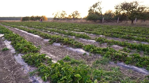 Pan from right to left. Strawberry field. Field covered with strawberries. Stock Footage 128659418