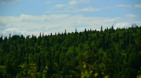 Pan Right, Lush Hillside Forest Stock Footage 33528754