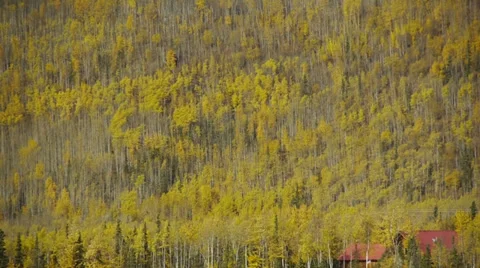Pan Right Mountain Side Forest, Autumn Colors Stock Footage 38090753
