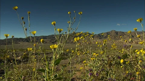 Pan right over Death Valley wildflowers blowing in the breeze Stock Footage 87945702