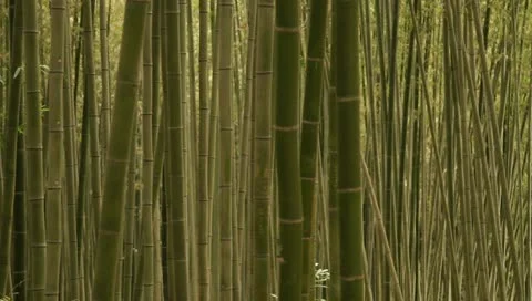 Pan-right shot of Bamboo forest Stock Footage 11011419