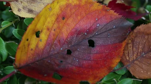 Pan right shot of fallen red and yellow leaves on grass Video stock 43043489