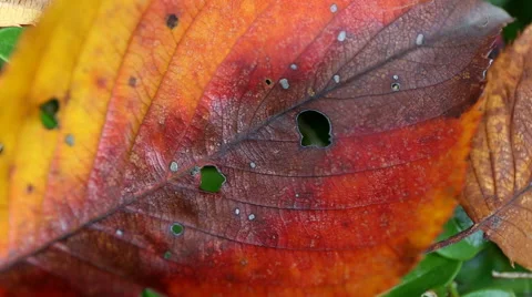 Pan right shot of fallen red and yellow leaves on grass Stock Footage 43043502