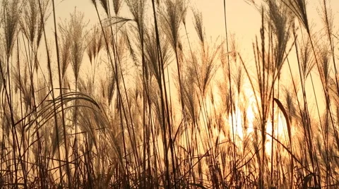 Pan right shot of Silver feather grass swaying in wind at sunset Stock Footage 42861581
