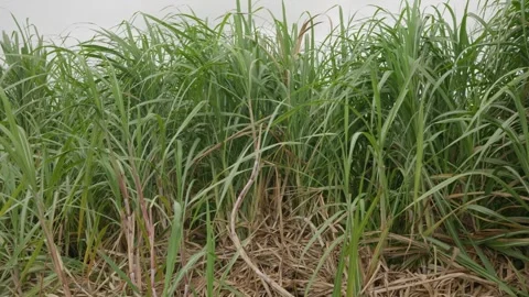 Pan right, sugar cane stalks blowing gently in the breeze Stock Footage 309843188