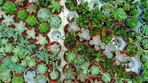 Pan right top view assorted succulents mini plants in pots Видео 123267559