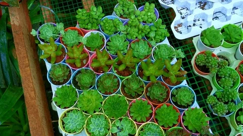 Pan right top view assorted succulents mini plants in pots Stock Footage 123268624
