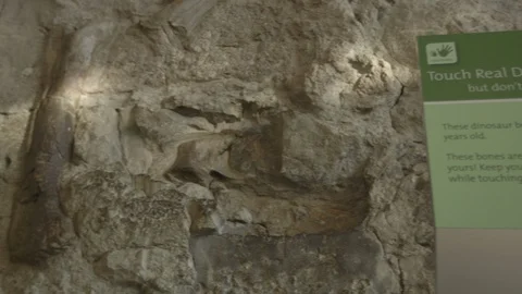 Pan Right Touch Real Dinosaur Bones Sign Wall of Bones Stock Footage 121590676
