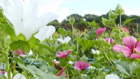 Pan right tracking shot on blooming pink and white mallow flowers Stock Footage 335315840