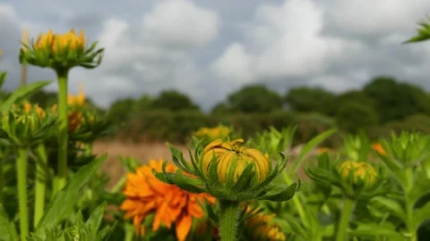 Pan right tracking shot on opening yellow rudbeckia flower buds Stock Footage 335315842