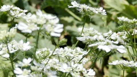 Pan right tracking shot on white laceflowers with flying insects Stock Footage 335315843