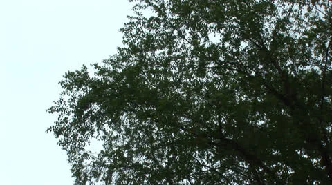 Pan to the right by tree Stock Footage 25134210