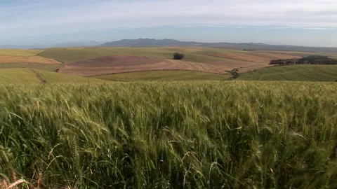 Pan right of a waving wheat field Stock Footage 310388248