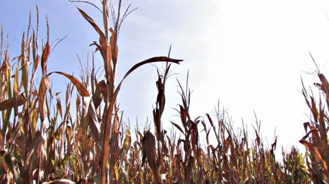 Pan of Ripe Standing Corn with Lens Flare Video stock 31220580