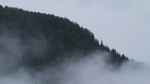 Pan on rising fog in alpine pine forest - Misty morning in Italian Alps Stock-Footage 328397955