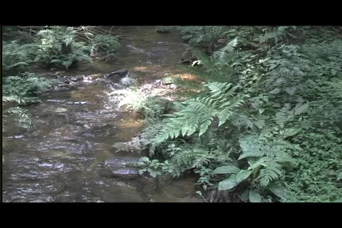 Pan from river to canopy Video stock 606393