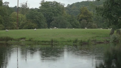 Pan on a river under rain with sheeps in the background Stock Footage 88293371