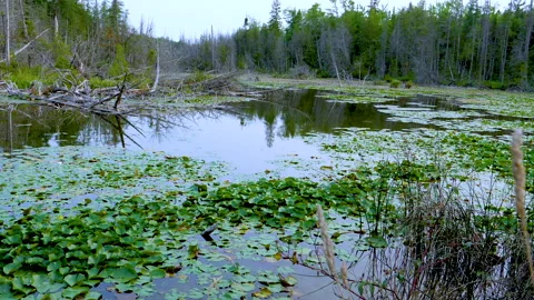 Pan Of River Wilderness Green Marsh Wetland And Fallen Trees Along Forest Valley Stock Footage 200301977