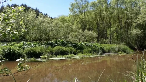 Pan: Riverbank of small stream named Lauter, trees, various flora, reeds, spring Stock Footage 107938744